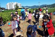 금오산찰쌀보리 정보화마을, 고구마캐기 농촌체험행사