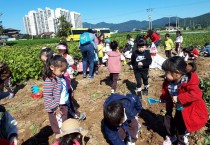 금오산찰쌀보리 정보화마을, 고구마캐기 농촌체험행사