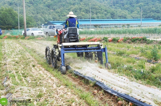 낙산리에서 양파 수확 작업기 연시회 개최